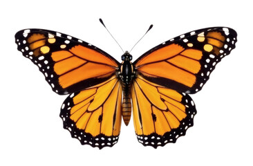 Monarch butterfly isolated on transparent, white background