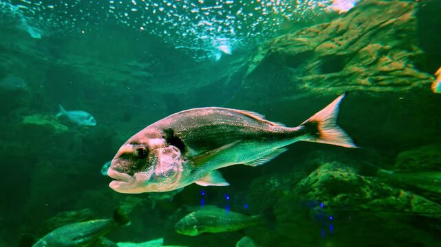 Close-up of a sea bream swimming in a clear underwater environment with other fish in the background