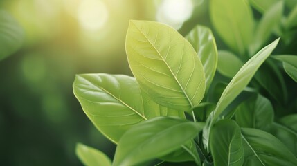 Obraz premium Green leaves in sunlight. Fresh tropical plant close-up with soft bokeh background. Natural beauty and organic textures, perfect for environmental sustainability themes and spring season designs.