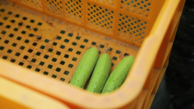 오이농장바구니에오이담기(야채+채소+수확+포장+유통+판매)