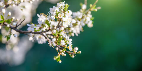 Cherry blossom branch in the garden in spring
