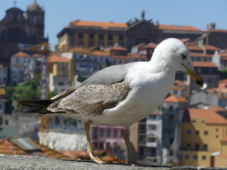 Goéland posé sur un mur en ville