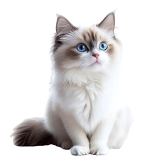 Angled view full body shot of an extremely perfect looking single ragdoll isolated on a white transparent background