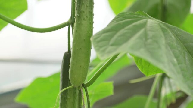 오이농장비닐하우스오이클로즈업(야채+채소+농사+햇빛+온실+줄기+재배+수확)
