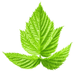 Raspberry leaf isolated on white background