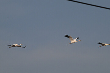 Obraz premium birds in flight