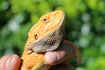 Bearded dragon lizard on Natural Habitat ,Close up image of Inland Bearded Dragon (Pogona vitticeps), Australian Bearded Dragon 