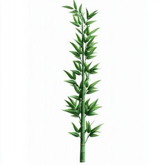 Obraz premium Tall green bamboo stalk with fresh leaves isolated on white background