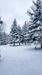 Naklejka premium Winter trees in snow, mountains and blue sky. Spruce and pine trees. Landscape