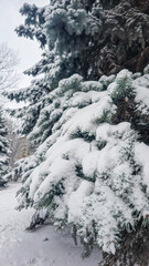 Winter trees in snow, mountains and blue sky. Spruce and pine trees. Landscape