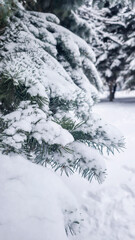 Winter trees in snow, mountains and blue sky. Spruce and pine trees. Landscape