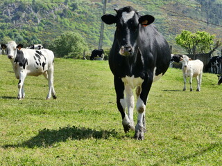 Troupeau de vaches dans une grande prairie