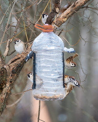 A group of Eurasian tree sparrows Passer montanus feeding from a homemade bird feeder made of a plastic bottle. A funny and heartwarming winter wildlife scene.