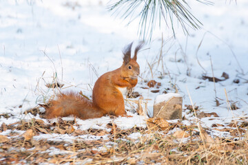 A small squirrel is bright against the background of a snowy cold winter and a snowy landscape, Cute and emotional wildlife scene in nature.