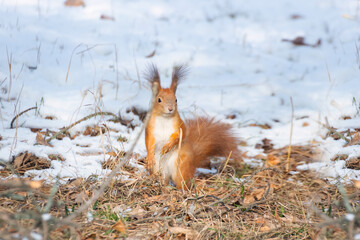 A small squirrel is bright against the background of a snowy cold winter and a snowy landscape. Cute and emotional wildlife scene in nature.