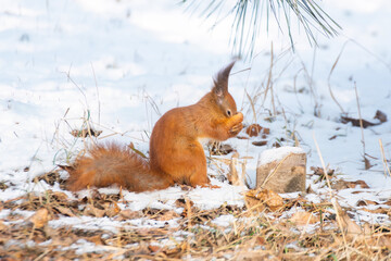 A red squirrel in a snowy winter landscape, covering its face with its paws, seemingly frozen from the cold. Cute and emotional wildlife scene in nature.
