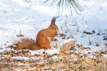 A red squirrel in a snowy winter landscape, covering its face with its paws, seemingly frozen from the cold. Cute and emotional wildlife scene in nature.