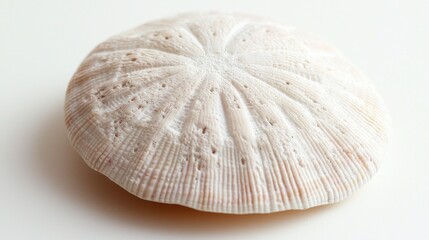 Miniature sand dollar shell with fine textures, realistic details against a white background.