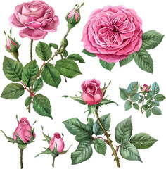 set of english rose flower watercolor