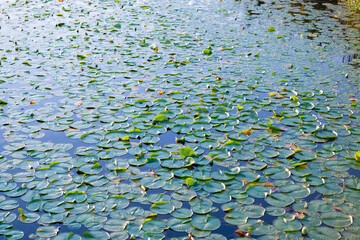 Background of lily pad in pond. Water lily leaves in pond water. Lily pad background. Nature...