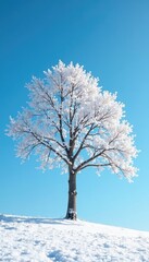 Fototapeta premium A tree covered in snow under a clear blue sky, winter, stillness