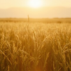 Obraz premium A scenic background featuring a golden wheat field stretching into the horizon, bathed in the soft, warm glow of a setting sun.