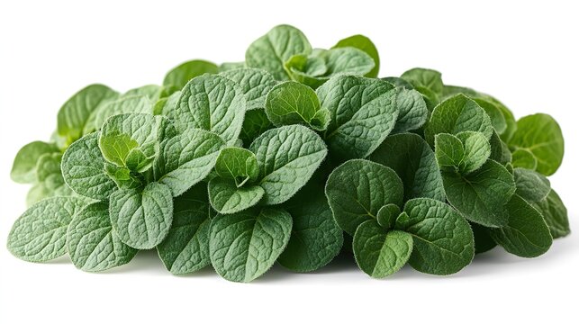 silver spurflower leaves isolated on transparent background plectranthus argentatus png
