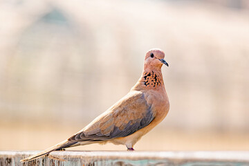 laughing dove, Spilopelia senegalensis, small pigeon close up, pink color bird