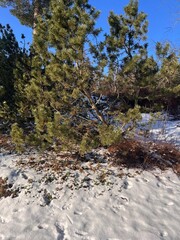 Winter nature scenery – snowy landscape with pine trees.A collection of winter nature photos featuring snowy landscapes, pine trees, and bright sunlight. Perfect for seasonal themes, travel blogs.