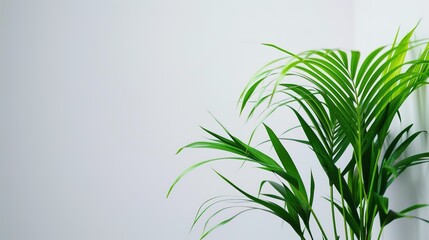 Obraz premium The Plant Background of Palm Sunday: An Exploration of the Culture and Symbols of Natural Imprints in the Religious Festival