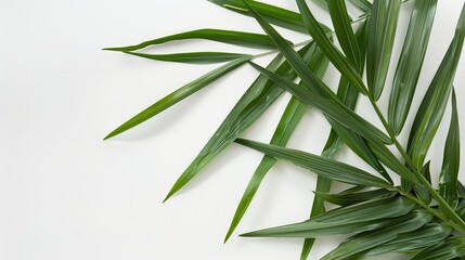 Fototapeta premium The Plant Background of Palm Sunday: An Exploration of the Culture and Symbols of Natural Imprints in the Religious Festival