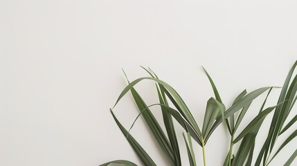 Fototapeta premium The Plant Background of Palm Sunday: An Exploration of the Culture and Symbols of Natural Imprints in the Religious Festival