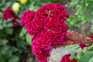 Macro photo of the unique Celosia Cristata flower. Ideal for botanical enthusiasts and garden-themed designs, the close-up view highlights the beauty and complexity of this captivating flower species.