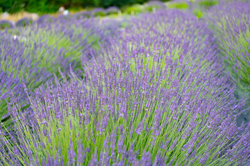 Fototapeta premium France Provence field. Purple lavender bloom in nature. Composition of nature. Summer blooming flower. Blooming flower field. Field of lavender. Lavender flower in summer. Blooming lavender field