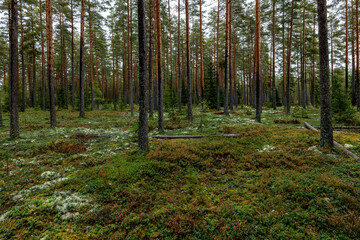 Obraz premium Sunshine pine forest in a wild wood nature