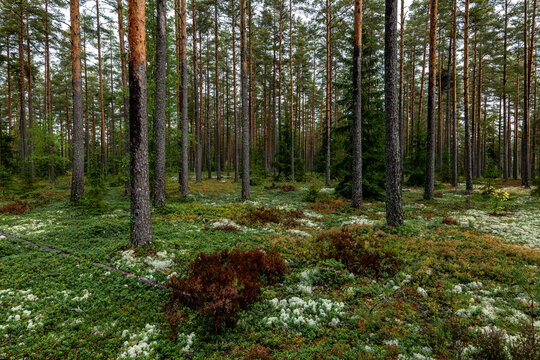 Sunshine pine forest in a wild wood nature - Powered by Adobe