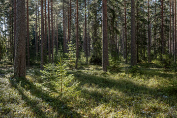 Fototapeta premium Sunshine pine forest in a wild wood nature