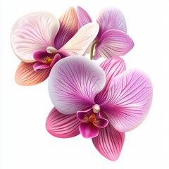 Fototapeta premium Delicate orchid with pink and purple petals isolated on white background