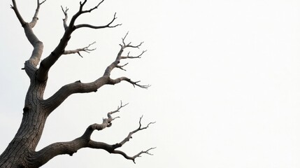 Fototapeta premium A stark, leafless tree branch against a bright, clear sky; a study in texture, form, and winter's stark beauty.