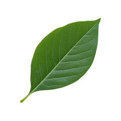 Obraz premium Fresh green leaf with intricate veins and smooth texture, perfect for nature themes