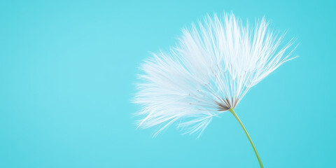 Obraz premium Dandelion seed against light blue background in minimalistic nature concept with soft focus and gentle mood