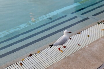 Seagull bird in the poolside