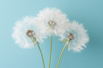 Naklejka premium Three dandelion seed heads against a light blue background