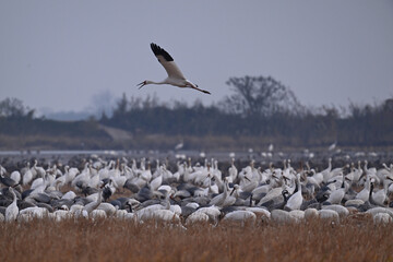 pelicans on the beach