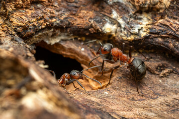 Fototapete bei efototapeten.de bestellen   