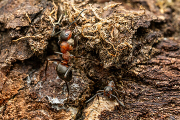 Red Wood Ant - Formica rufa, common popular forest insect from Euroasian forests and woodlands, Zlin, Czech Republic.