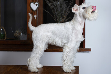 Small white dog licking nose waiting for food