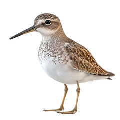 Obraz premium Angled view full body shot of an extremely perfect looking single Shorebird isolated on a white transparent background