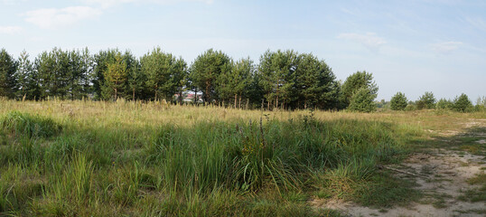 Tranquil image of a road winding through a forest clearing, capturing the serenity of nature. Ideal for nature-themed designs, the scene showing a peaceful journey through the lush greenery. 