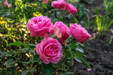 Close up photo of a pink rose with green leaves in a garden. Ideal for floral designs, the image showcases the beauty of the blooming rose, highlighting its delicate petals and vibrant green foliage.